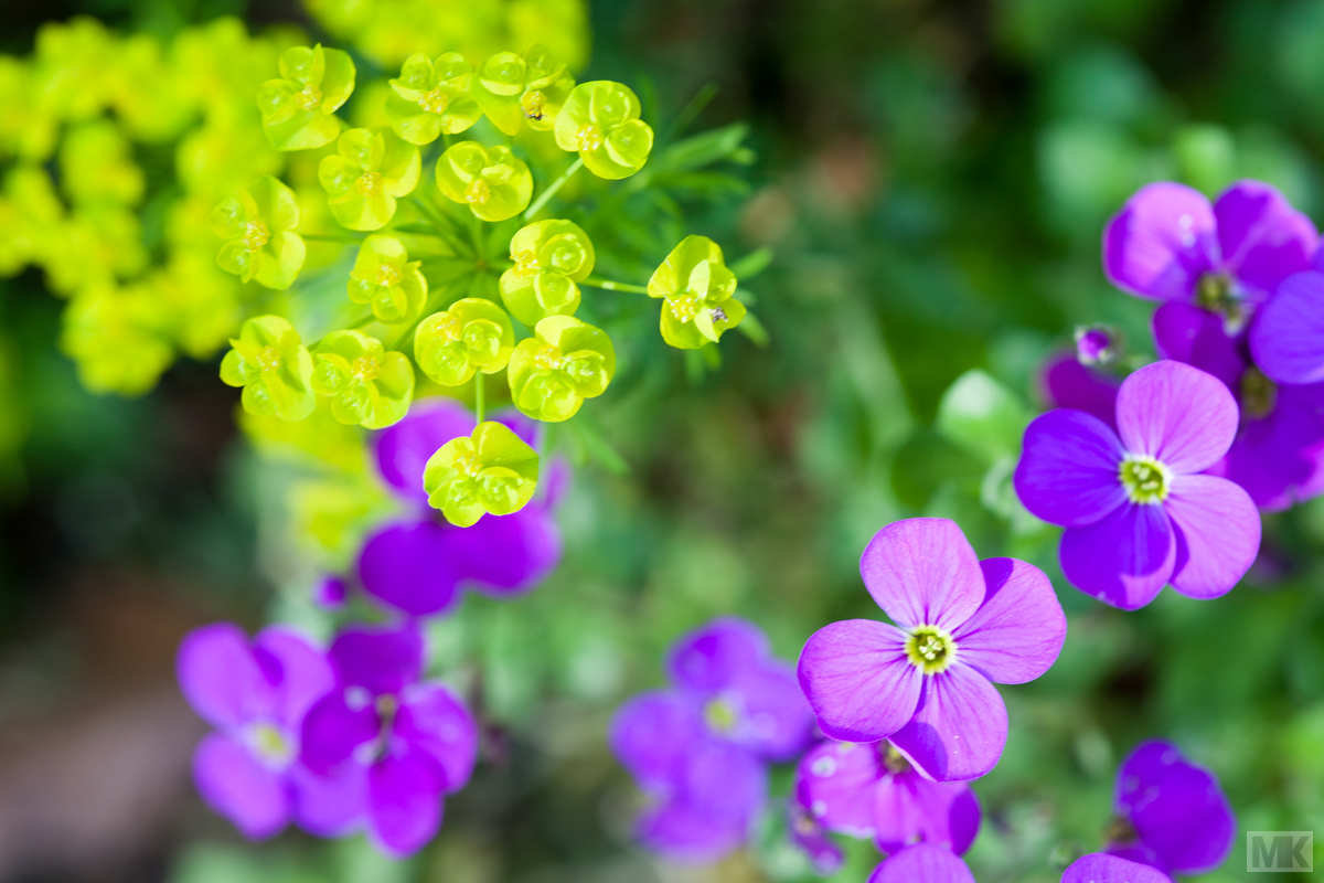 Colorful Contrast