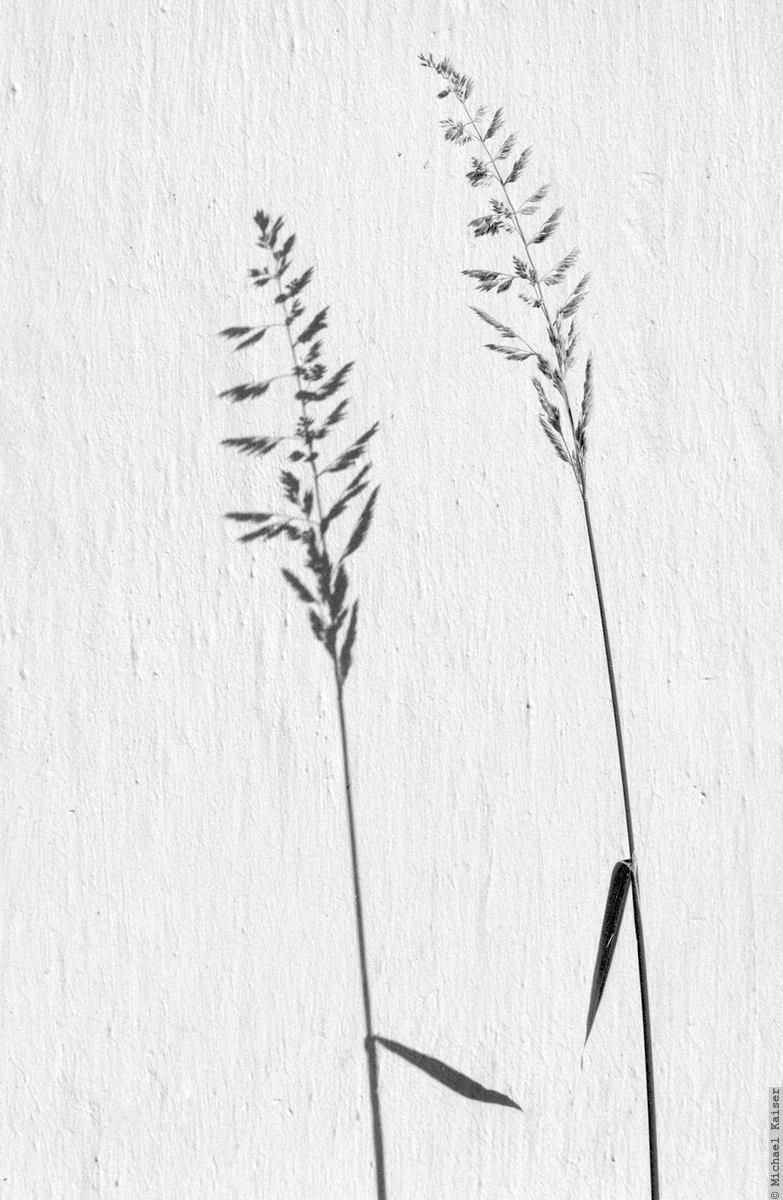 Gras mit Schatten