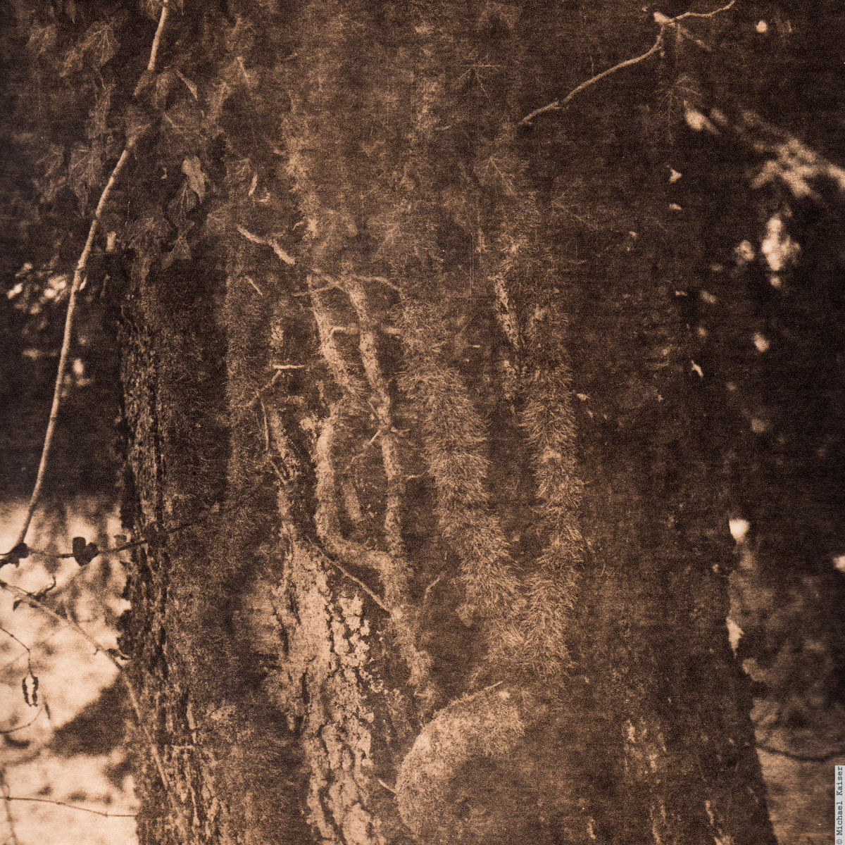 Efeu an Kirschbaum