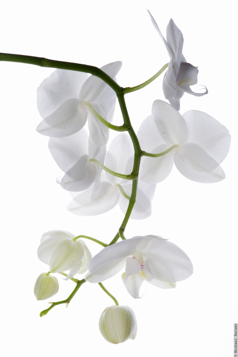 Orchidee