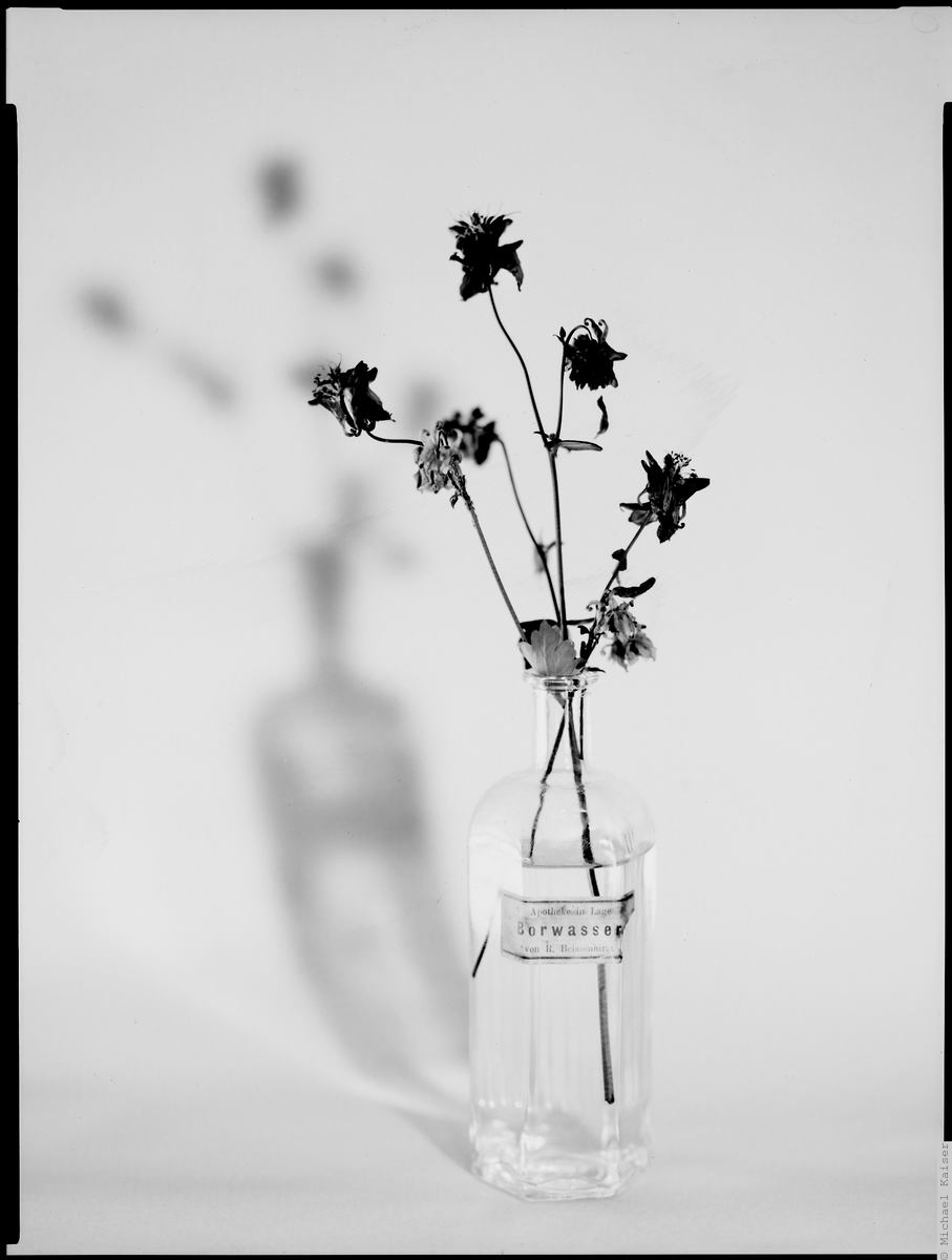 Kok 1200 Common Columbine