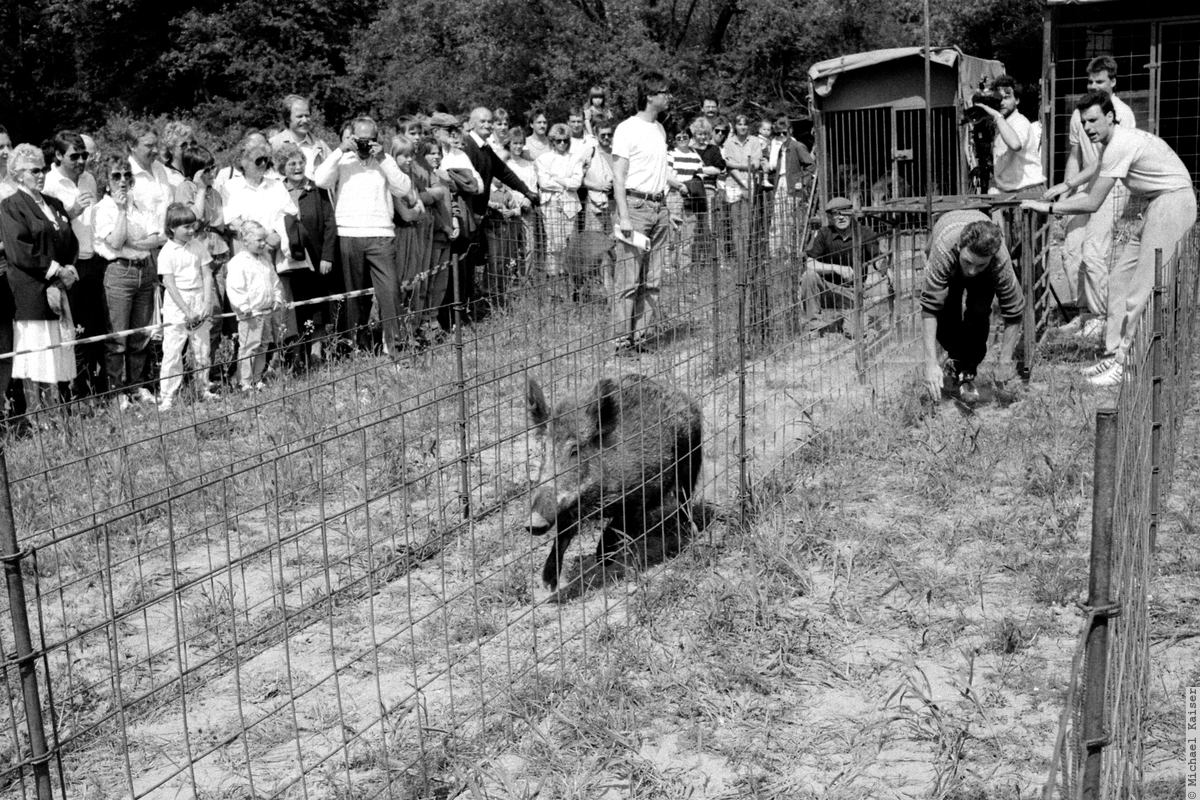 Kok 1200 Pig Wins