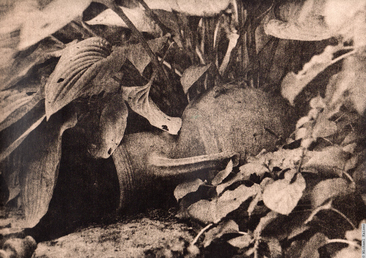 Kok 1200 Amphora and last leaves